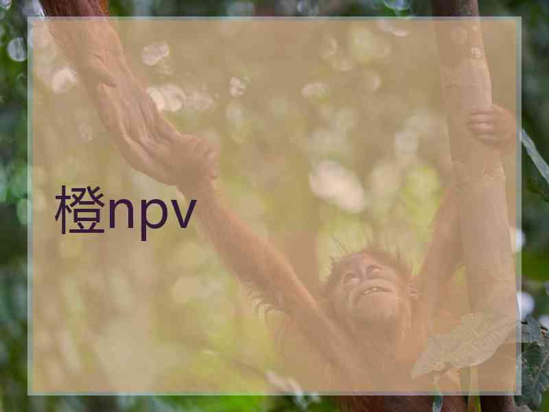 橙npv