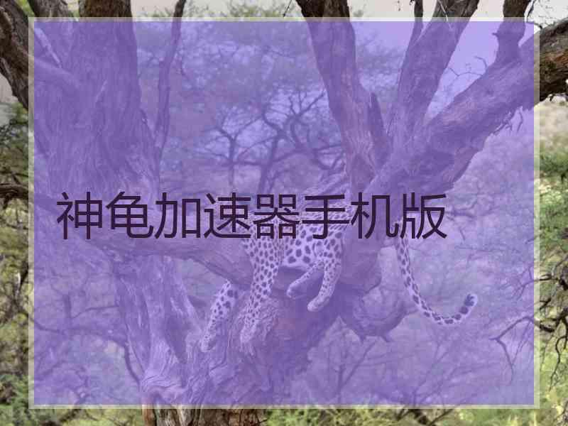 神龟加速器手机版