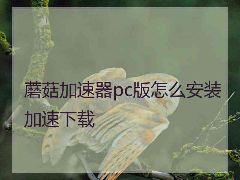 蘑菇加速器pc版怎么安装加速下载